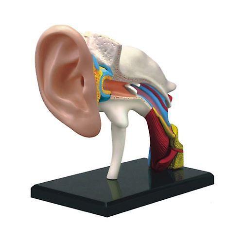 4D Vision Human Ear Anatomy Model Anatomical Learn Study EquipmentWS34009