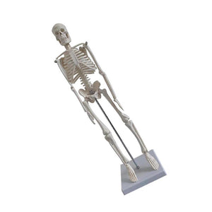 45X11.5CM White Laboratory Specimens Human Skeleton Model Simulation Skeleton Model Scientific Human Skeleton Model